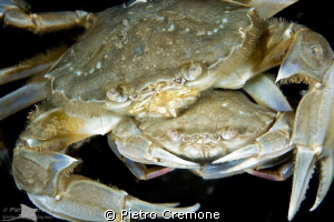 Mating crabs by Pietro Cremone 
